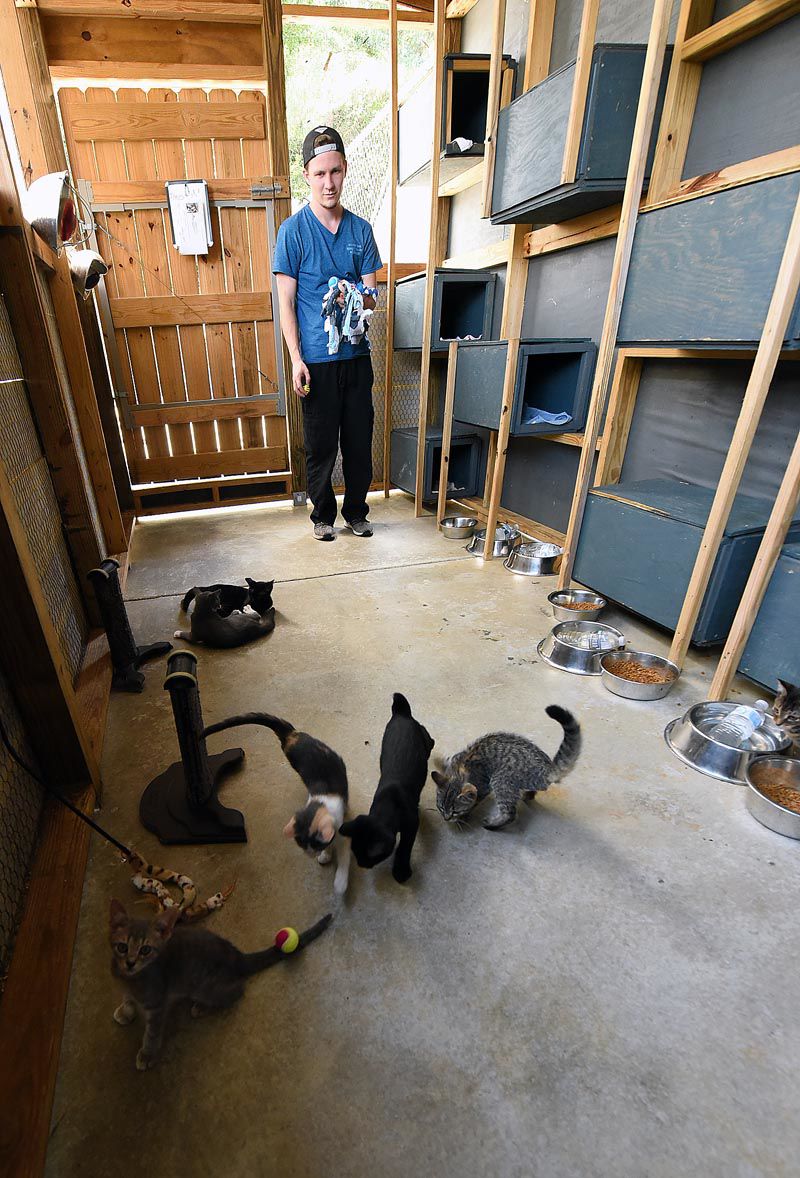 Wiregrass Humane Society accepts kittens after tragedy